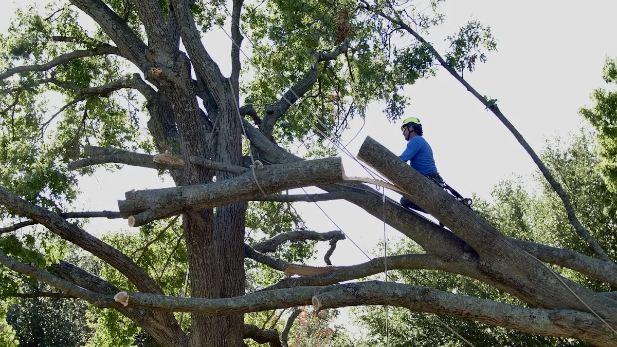 Professional Crown Thinning performed by certified arborists in Eggleston